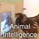 Animal intelligence