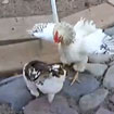 Hühnerpolizei