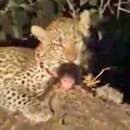 Leopard rettet Baby-Pavian